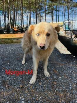 Rescue Retriever and Mixed Breed Dogs for Adoption in Albertville, Alabama - Morgan | PetCurious