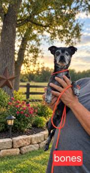 Bones -  Chihuahua Dog for Adoption in Fort Worth, Texas - Bones | PetCurious