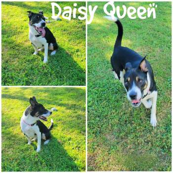 Daisy Queen -  Border Collie Dog for Adoption in Saint James, Missouri - Daisy Queen | PetCurious