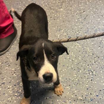 TUSC-Stray-85100 -  Hound and Mixed Breed Dog for Adoption in Tuscaloosa, Alabama - TUSC-Stray-85100 | PetCurious