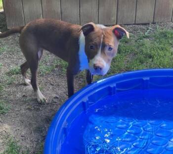 BUTTERCUP -  Pit Bull Terrier Dog Available for Adoption - BUTTERCUP | PetCurious