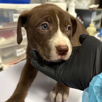 Hippo -  Labrador Retriever and Mixed Breed Dog for Adoption in Yuma, Arizona - Hippo | PetCurious