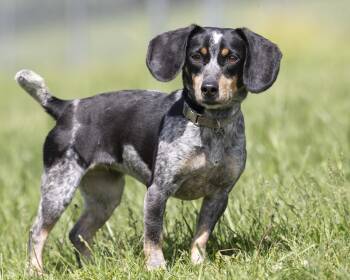 Beagle Dogs Available for Adoption in Bedford, Indiana - Aspen | PetCurious