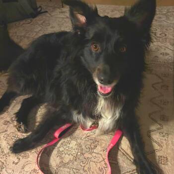 Border Collie and Australian Shepherd Dogs Available for Adoption in York, Pennsylvania - Zora | PetCurious