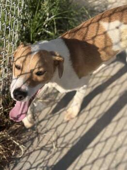 Peterson -  Parson Russell Terrier and Terrier Dog for Adoption in Conway, South Carolina - Peterson | PetCurious