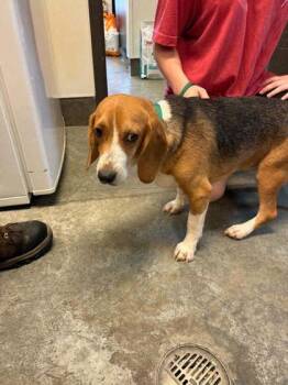 Doc -  Beagle and Mixed Breed Dog for Adoption in Bowling Green, Kentucky - Doc | PetCurious