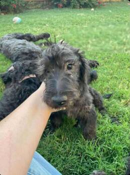 Labradoodle and Scottish Terrier Dogs Available for Adoption in Deerfield, Wisconsin - Sally | PetCurious
