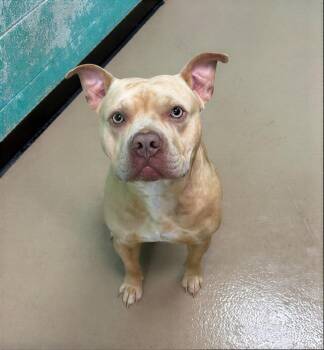 Zipline -  Mixed Breed Dog for Adoption in Nashville, Tennessee - Zipline | PetCurious