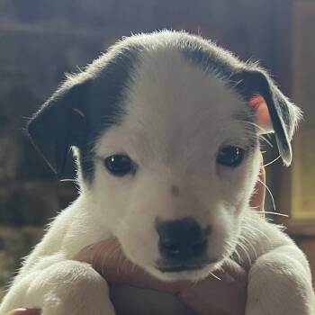 Jack Russell Terrier and Chihuahua Dogs Available for Adoption - Dublin | PetCurious