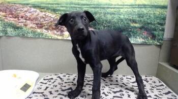 Doberman Pinscher and Mixed Breed Dogs Available for Adoption in Moreno Valley, California - LICORICE | PetCurious