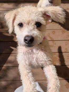 Bezie -  Poodle Dog for Adoption in St. Augustine, Florida - Bezie | PetCurious