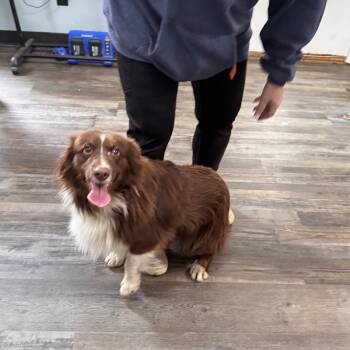 Rescue Australian Shepherd Dogs for Adoption in Sequatchie, Tennessee - Jasper | PetCurious