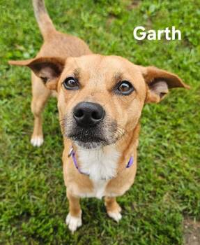 Garth -  Chihuahua Dog for Adoption in Lapeer, Michigan - Garth | PetCurious