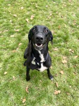 Tilly -  Black Labrador Retriever Dog for Adoption in Roseburg, Oregon - Tilly | PetCurious
