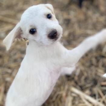 Arlo -  Terrier Dog for Adoption in Escondido, California - Arlo | PetCurious
