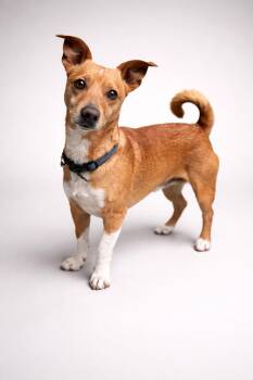 Chiweenie Dogs Available for Adoption - Elmo  | PetCurious