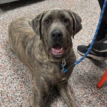 Jim -  Mixed Breed and Mastiff Dog for Adoption in Salt Lake City, Utah - Jim | PetCurious