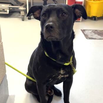 Rescue Mixed Breed Dogs for Adoption in Concord, North Carolina - Wybie | PetCurious