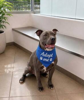Blue -  American Staffordshire Terrier Dog for Adoption in Euless, Texas - Blue | PetCurious