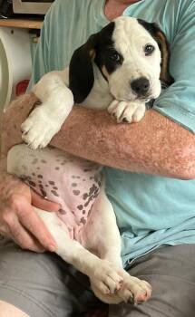 Sassy - Fostered in Kansas City -  Basset Hound and Labrador Retriever Dog for Adoption in Overland Park, Kansas - Sassy - Fostered In Kansas City | PetCurious