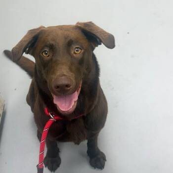 Mixed Breed Dogs Available for Adoption in Columbus, Georgia - 05/10/2026-Stray-KenesawDrive | PetCurious