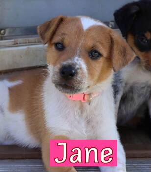 Jane -  Australian Cattle Dog Blue Heeler Dog for Adoption in Fort Worth, Texas - Jane | PetCurious