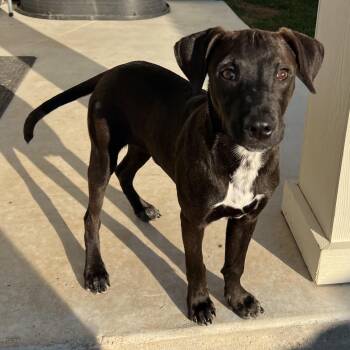 Rescue Mixed Breed Dogs for Adoption in Bryan, Texas - Otis | PetCurious