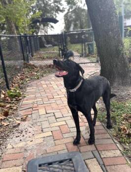 Black Labrador Retriever Dogs Available for Adoption in Wekiwa Springs, Florida - Pepper | PetCurious
