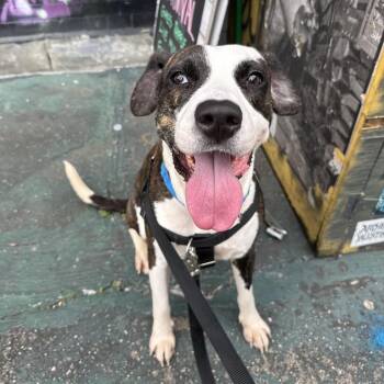 Rosie Posie -  Hound and Mixed Breed Dog for Adoption in Jersey City, New Jersey - Rosie Posie | PetCurious