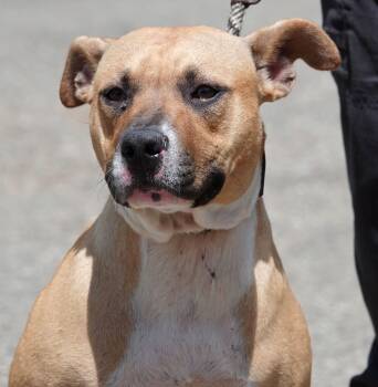 Rescue Terrier Dogs for Adoption in Millfield, Ohio - Smalls | PetCurious