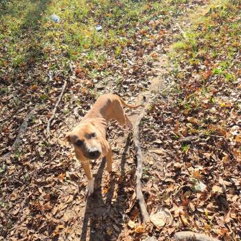Rescue Mixed Breed and Pit Bull Terrier Dogs for Adoption in Columbus, Georgia - 11/12/2025-Stray-WellbornDrive | PetCurious