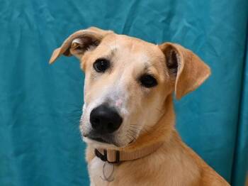Max -  Labrador Retriever and Great Pyrenees Dog for Adoption in Portland, Oregon - Max | PetCurious