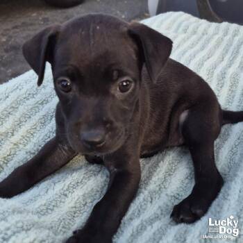 Noor -  Labrador Retriever Dog for Adoption in Washington, District Of Columbia - Noor | PetCurious