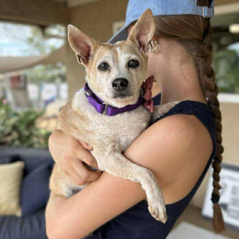 Rescue Chihuahua Dogs for Adoption in Ramona, California - Lady Peach | PetCurious