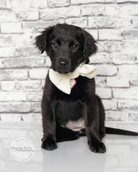 Labrador Retriever and Black Labrador Retriever Dogs Available for Adoption in Tuscaloosa, Alabama - Carol - Only 10 Weeks Old | PetCurious