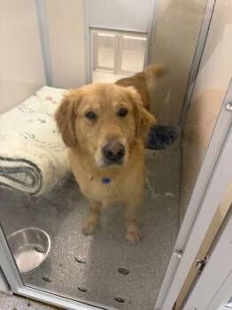 Baja Blast -  Golden Retriever and Mixed Breed Dog for Adoption in Bellevue, Washington - Baja Blast | PetCurious