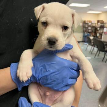 Astro -  Husky and Mixed Breed Dog for Adoption in Charlottesville, Virginia - Astro | PetCurious