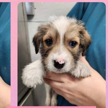 Wirehaired Terrier and Rat Terrier Dogs Available for Adoption in Tylertown, Mississippi - Georgia | PetCurious