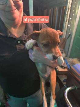 Chihuahua Dogs Available for Adoption - Al Poo-chino | PetCurious