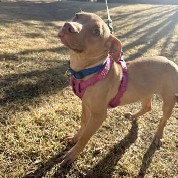 Pit Bull Terrier Dogs Available for Adoption - Roo | PetCurious