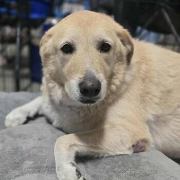 Rescue Great Pyrenees Dogs for Adoption in Kempner, Texas - Emma | PetCurious