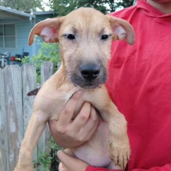 Billie -  Mixed Breed and Jack Russell Terrier Dog for Adoption in Seguin, Texas - Billie | PetCurious