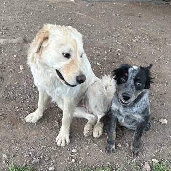 Chops -  Golden Retriever Dog for Adoption in Flagstaff, Arizona - Chops | PetCurious