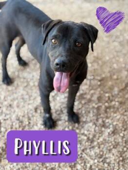 Rescue Labrador Retriever Dogs for Adoption in College Station, Texas - Phyllis | PetCurious