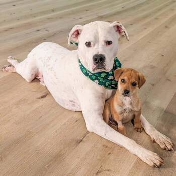 Retriever Dogs Available for Adoption - Hutch | PetCurious