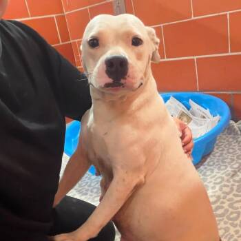 Caia -  Mixed Breed Dog for Adoption in Dekalb, Illinois - Caia | PetCurious