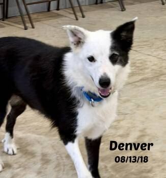 Denver -  Border Collie Dog for Adoption in Seymour, Indiana - Denver | PetCurious