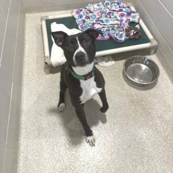 Petey -  Mixed Breed Dog for Adoption - Petey | PetCurious