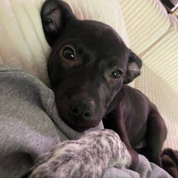 Rachael -  Mixed Breed Dog for Adoption in West Olive, Michigan - Rachael | PetCurious