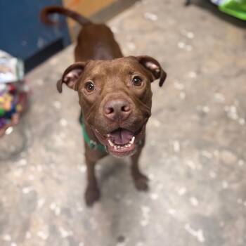 Moren -  Mixed Breed Dog for Adoption in Philadelphia, Pennsylvania - Moren | PetCurious